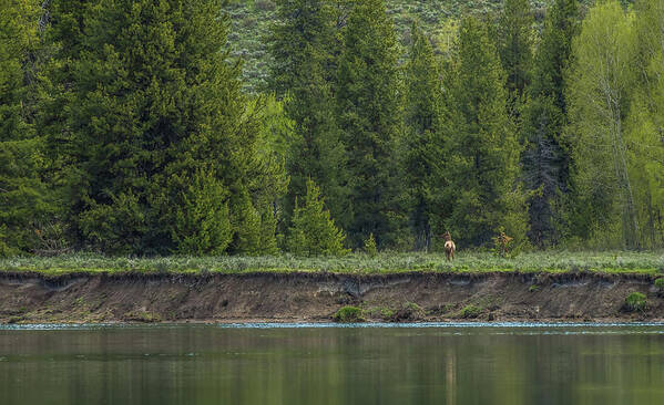 Cow Elk Poster featuring the photograph Cow Elk On The Riverbank by Yeates Photography