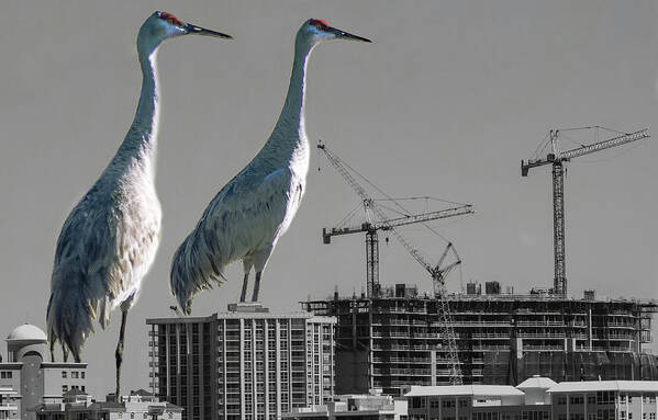 Crane Poster featuring the photograph Cranes Reign by Richard Goldman
