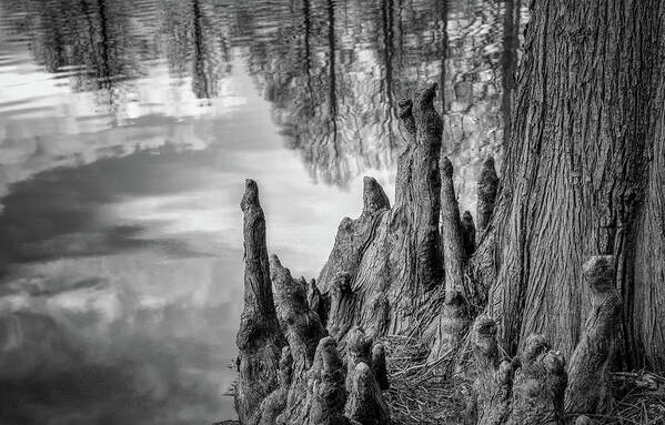 Black And White Poster featuring the photograph Cypress Knees in bw by James Barber