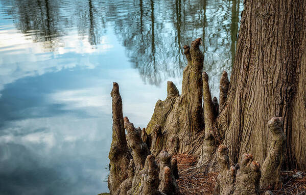 Cupressaceae Poster featuring the photograph Cypress Knees by James Barber