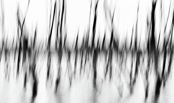 Abstract Poster featuring the photograph Dancing Trees by Darren White