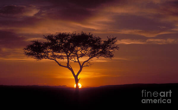 Sunrise Poster featuring the photograph Dawn on the Masai Mara by Sandra Bronstein