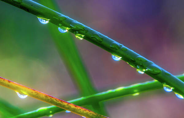 Landscape Poster featuring the photograph Dew Drops at Sunrise by Marc Crumpler