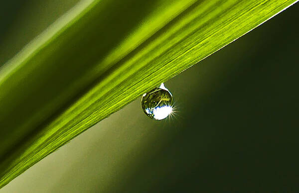 Landscape Poster featuring the photograph Dewdrop on a Blade of Grass by Michael Whitaker