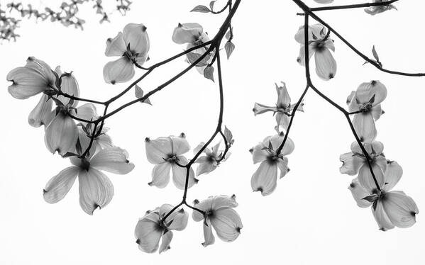 Glenn Dipaola Poster featuring the photograph Dogwood Sky BW by Glenn DiPaola