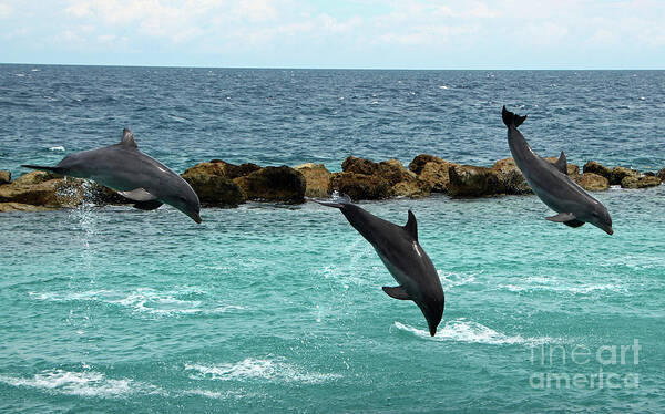 Dolphins Poster featuring the photograph Dolphins Showtime by Adriana Zoon
