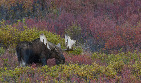 Alaska Yukon Bull Moose Poster featuring the photograph Dominant Alaska Yukon Bull Moose by David Drew