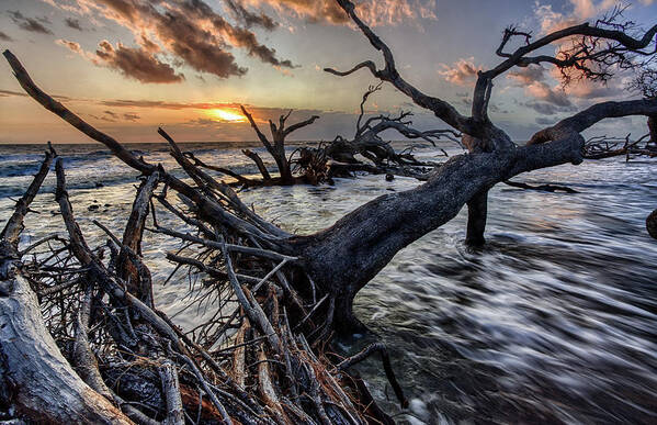 Landscape Poster featuring the photograph Driftwood Beach 5 by Dillon Kalkhurst