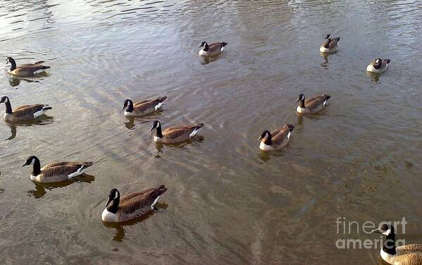 River Poster featuring the photograph Ducks on the Occoquan River by Jimmy Clark