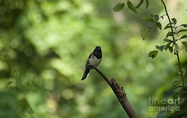 Eastern Towhee Poster featuring the photograph Eastern Towhee 20120707_52a by Tina Hopkins