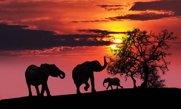 Africa Poster featuring the photograph Elephant family at sunset by Jaroslaw Grudzinski