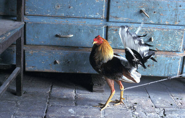 Fighting Cock Poster featuring the photograph Fighting Cock by Marcus Best