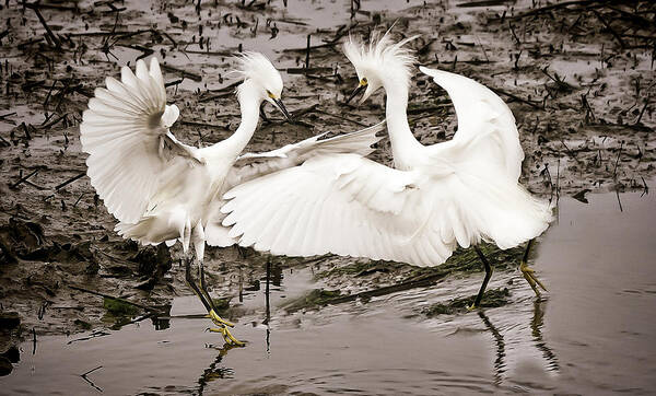 Fighting Egrets Poster featuring the photograph Fighting Egrets by Joe Granita