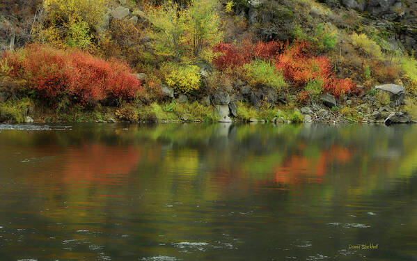 River Poster featuring the photograph Flow Of Autumn by Donna Blackhall