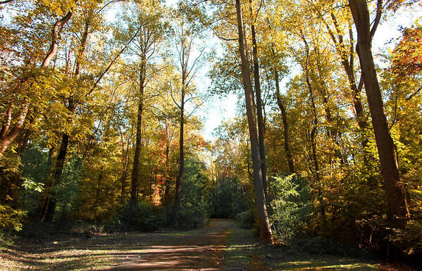 Landscape Poster featuring the photograph Forest Walk by Joseph G Holland