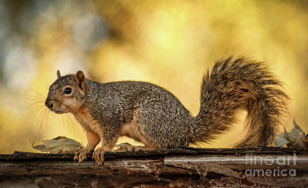 Animals Poster featuring the photograph Fox Squirrel Profile by Robert Bales
