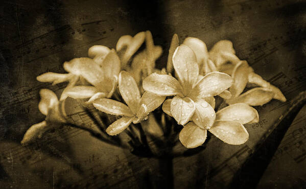 Frangipani Poster featuring the photograph Frangipani in Sepia by Keith Hawley