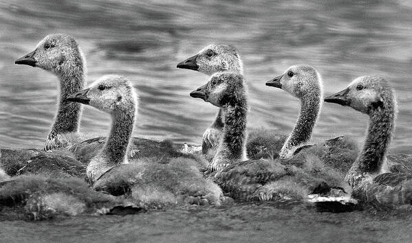 Geese Poster featuring the photograph Gaggle of Goslings by Jamieson Brown