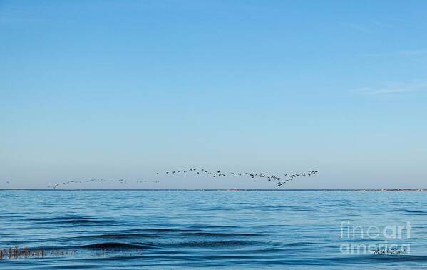 Geese Over The Cape Cod Bay Poster featuring the photograph Geese Over the Cape Cod Bay by Michelle Constantine