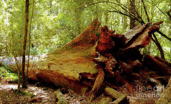 Giant Tree Poster featuring the photograph Giant has Lived its Life by Lexa Harpell