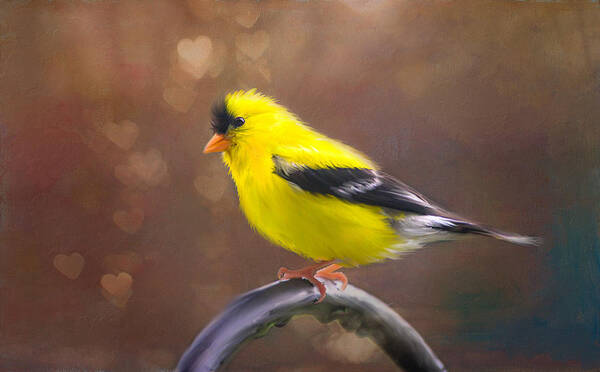 Gold Finch Bird Poster featuring the photograph Gold Finch Love by Mary Timman