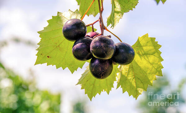 Vineyard Poster featuring the photograph Grape Vine 6 by Andrea Anderegg