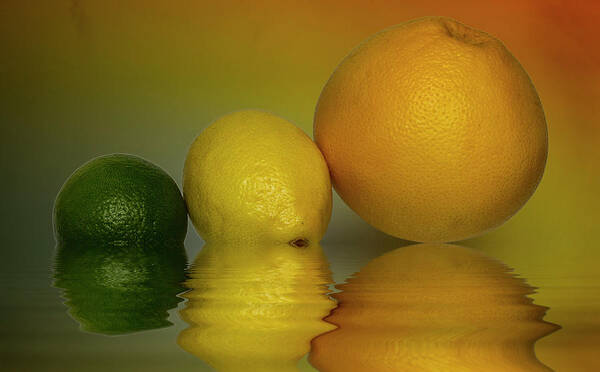 Fresh Fruit Poster featuring the photograph Grapefruit Lemon and Lime Citrus Fruit by David French