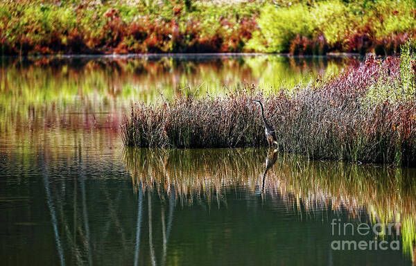 Great Blue Heron Poster featuring the photograph Great Blue Heron 2 by Paul Mashburn