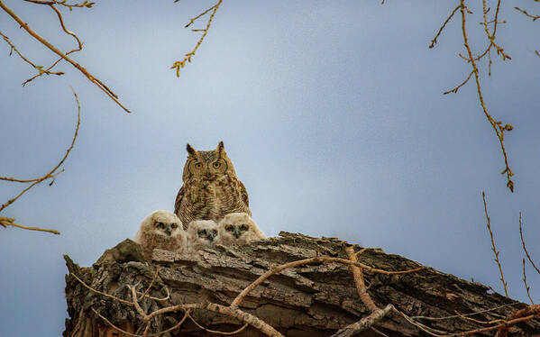 Owl Poster featuring the photograph Great Horned Owl Family by Jared Perry
