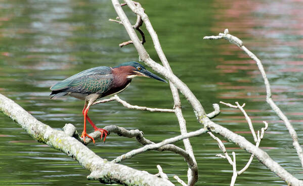Green Heron Poster featuring the photograph Green Heron by Sam Rino
