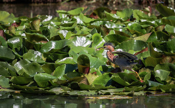 Birds Poster featuring the photograph Green Heron Juvenile Learning to Fish by Adam Rainoff