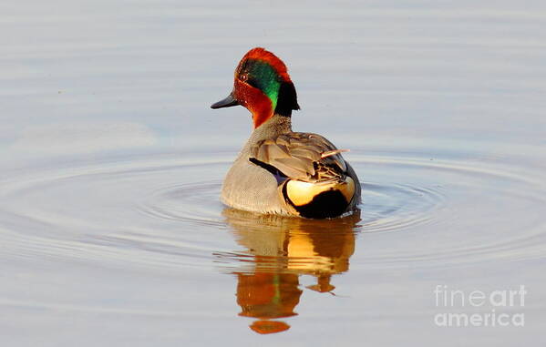 Animal Poster featuring the photograph Green Wing Teal At Sunrise by Robert Frederick