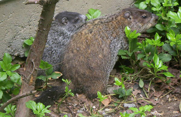 Wildlife Photograph Poster featuring the photograph Ground Hog Mom and Child by Geoff Jewett