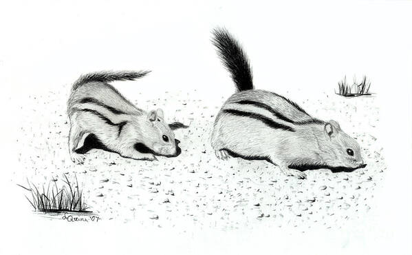 Ground Squirrels Poster featuring the drawing Ground Squirrels by Lynn Quinn