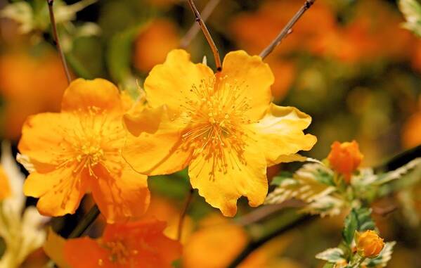 Yellow Flowers Poster featuring the photograph Happiness by Katherine White