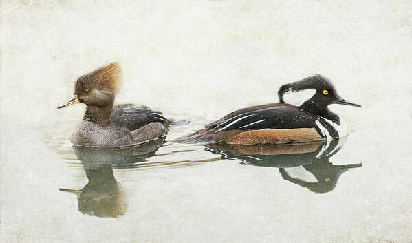 Hooded Mergansers Poster featuring the photograph Hooded Mergansers by Angie Vogel