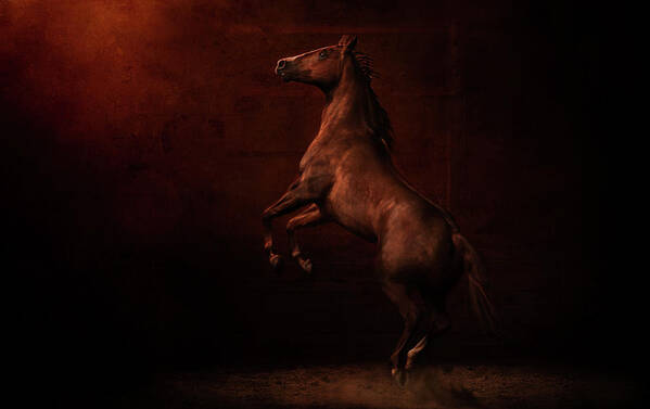 Horse Poster featuring the photograph Hope by Ryan Courson