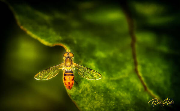 Animals Poster featuring the photograph Hoverfly in Morning Light by Rikk Flohr