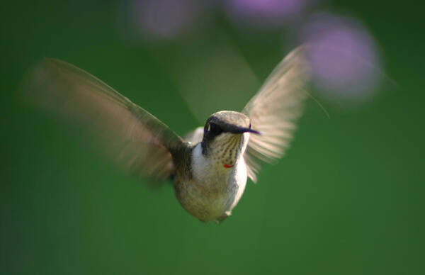 Hummingbird Poster featuring the photograph Hovering Hummingbird by Robert E Alter Reflections of Infinity