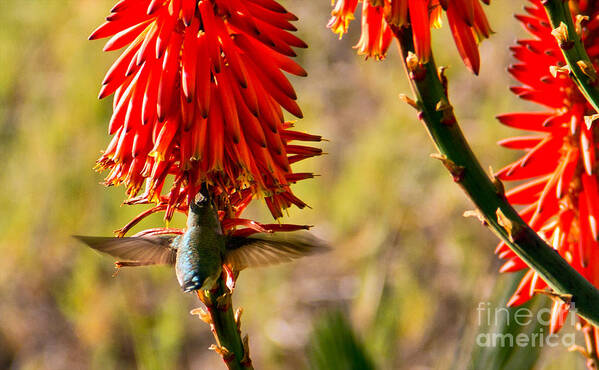 Anna's Hummingbird Poster featuring the photograph Hummingbird Feeding by Kelly Holm