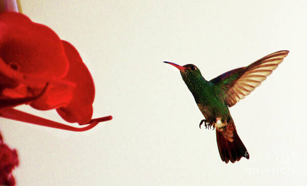 Bird Poster featuring the photograph Hummingbird In Tulua, Colombia III by Al Bourassa