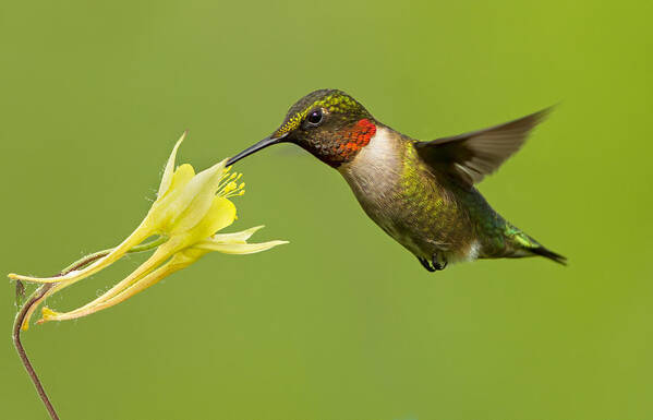Animal Poster featuring the photograph Hummingbird by Mircea Costina Photography