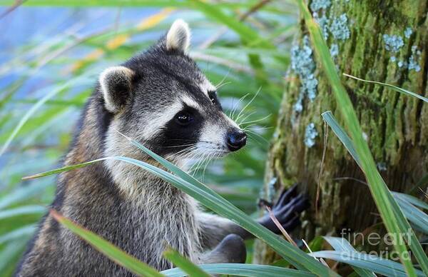 Raccoon Poster featuring the photograph I Can See You by Julie Adair