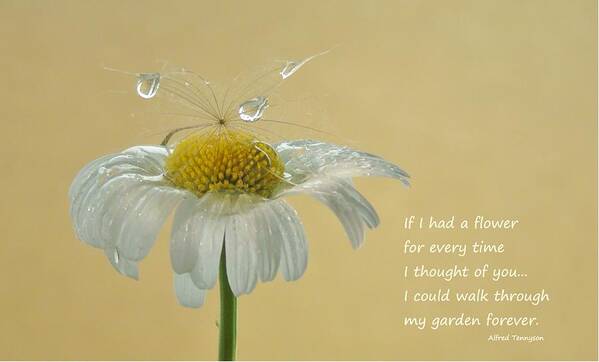 Flower Poster featuring the photograph If I had a flower quote by Barbara St Jean