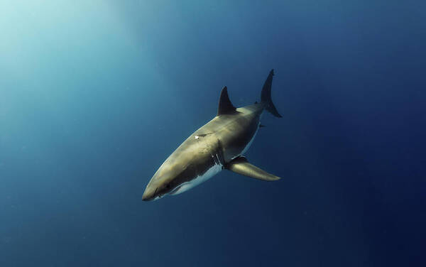 Great White Poster featuring the photograph Illuminated by Shane Linke