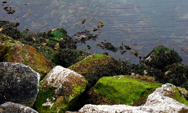 Ireland Poster featuring the photograph Irish Sea coast by Lexa Harpell