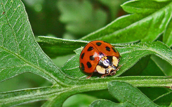 Bugs Poster featuring the photograph Lady bug by Mary Halpin