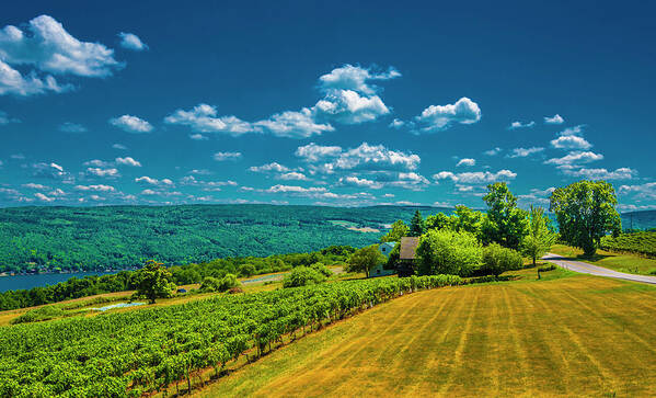Grapes Poster featuring the photograph Lakeside Vineyard II by Steven Ainsworth