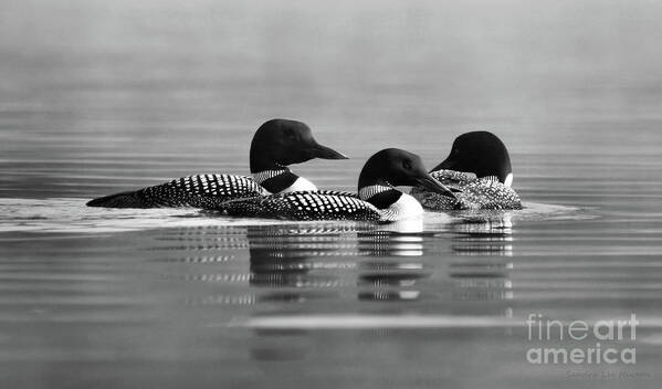 Common Loon Poster featuring the photograph Lets Fish Here in Black and White by Sandra Huston