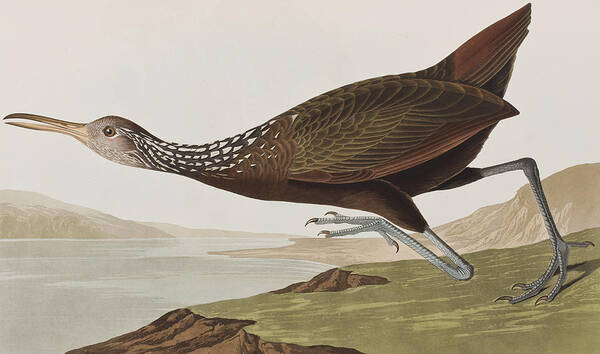 Limpkin Poster featuring the painting Limpkin by John James Audubon